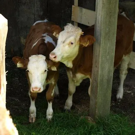Farm stay Grassbichlhof Altenmarkt im Pongau